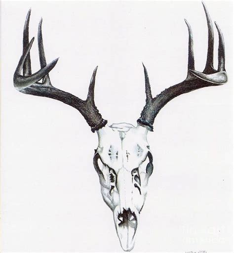 Deer Skull Tattoos Hunting Tattoos Skull Sketch
