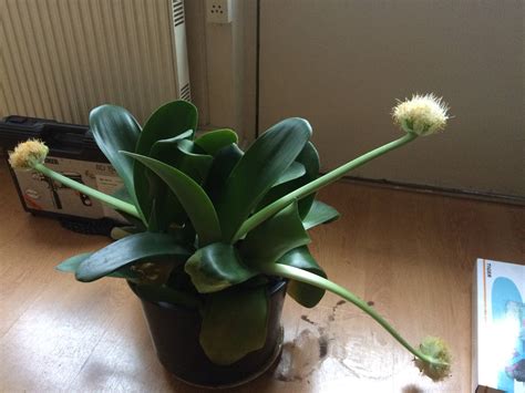 Contained as an indoor plant, creeping fig makes an attractive indoor hanging plant, with trailing stems and oval leaves. identification - What is this potted plant with dark green ...