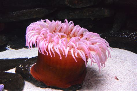 Free Images Nature Ocean Flower Animal Diving Pink Coral