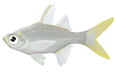 Vachells Glassfish Ambassis Vachelli Marinewise