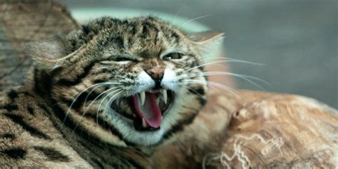 The Black Footed Cat Kittens Are Back And Hunting Crickets