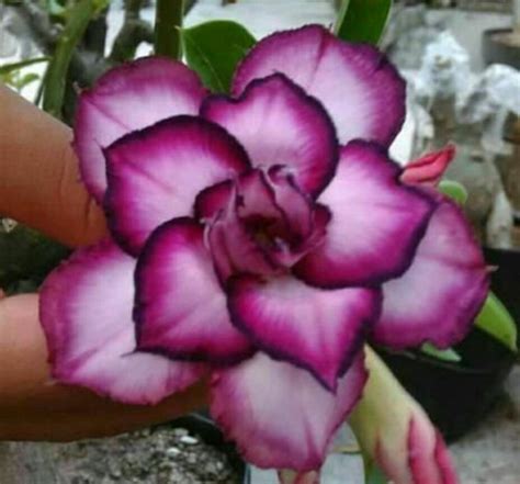 4 White Purple Desert Rose Seeds Adenium Obesum Flower Rare Etsy