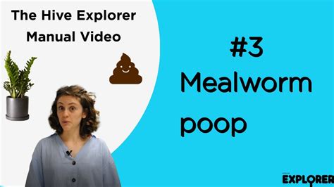 Using mealworm frass as fertilizer. 3. Do Mealworms Poop? Mealworm-made Fertilizer [Hive ...