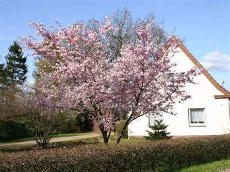 Japanische zierkirsche die top 50. Japanische Nelkenkirsche - Prunus serrulata 'Kanzan ...