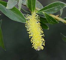 Vitellina , auch bunte weide, gelbe salix alba var. Salix alba — Wikipédia