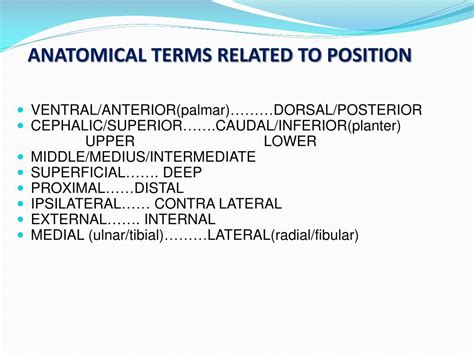 Ppt Anatomical Terms Powerpoint Presentation Free Download Id2032605