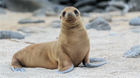 Californias Sea Lions Are In Serious Trouble Video Sheknows