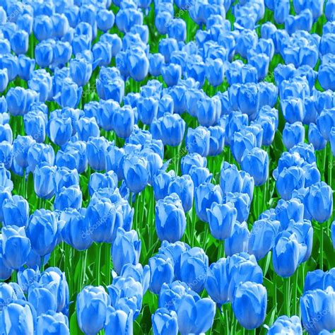 Blue Tulips Field — Stock Photo © Leonardi 68675833
