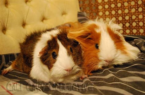 Cali Cavy Collective A Blog About All Things Guinea Pig Hidden Cavies