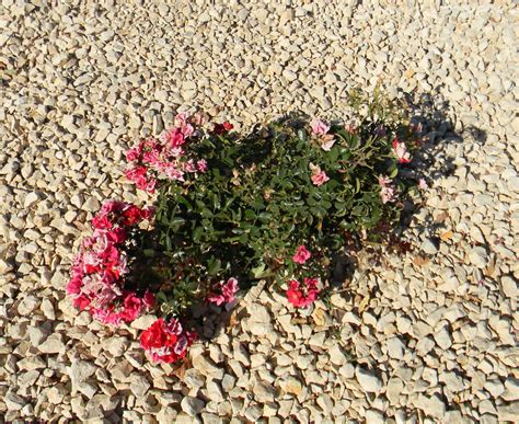Flemish/ california mix $40 (fiddletown ) pic hide this posting restore restore this posting. California Gold Gravel 3/4" Screened. This gravel has been ...