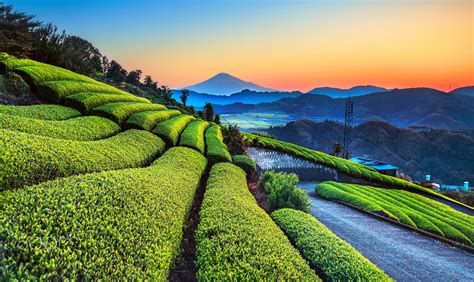 Wallpaper Landscape Plants Sky Green Tea Plant 2048x1222
