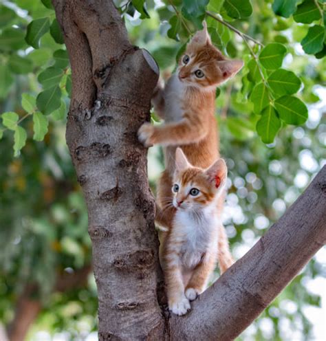 Cat Climbing Tree Stock Photos Pictures And Royalty Free Images Istock