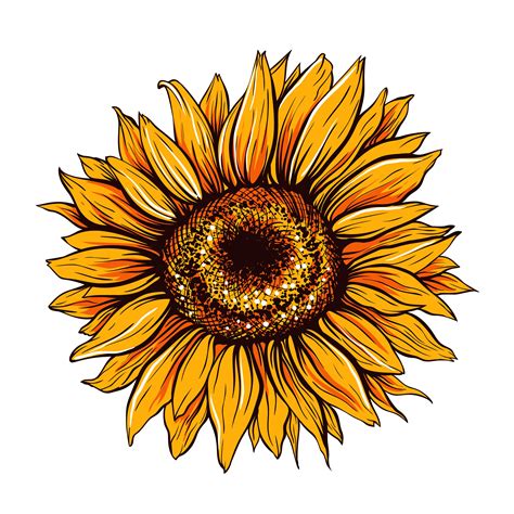 Sunflower Vector Svg
