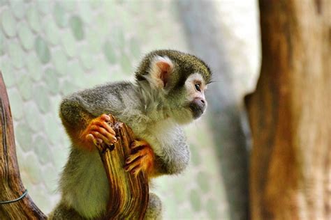 ¿está Permitido Tener Un Mono Capuchino Como Mascota Publimetro México