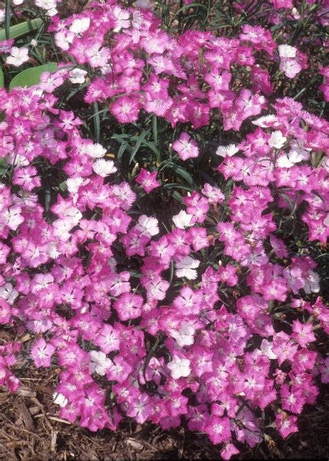Learn About Dianthus First Love First Love Hardy Pink Perennial