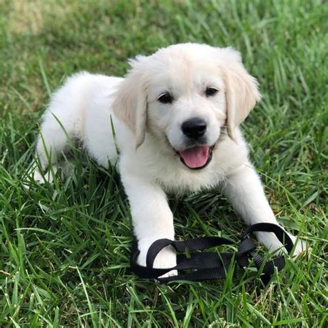 Golden Retriever Puppies Arkansas Price