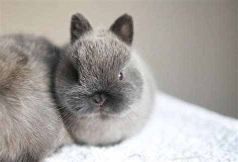 Netherland Dwarf Rabbit Breed Information Varieties And Facts Dwarf