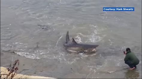Good Samaritans Attempt To Help Great White Shark In Santa Cruz