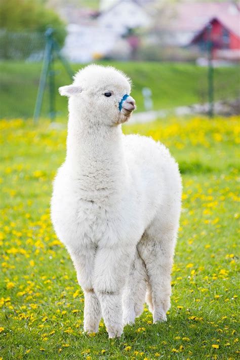 37 Alpacas That Will Make Your Day Funny Animals Cute Animals