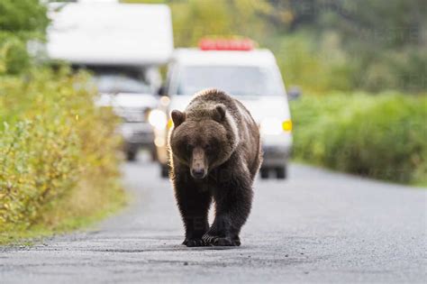 Usa Brown Bear Walking On Road In Front Of Cars Stock Photo