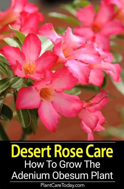 Desert Rose Care Guide Artofit