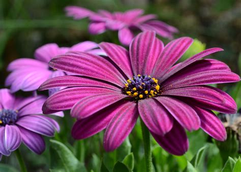 Overwintering Annuals African Daisy African Daissy Blog