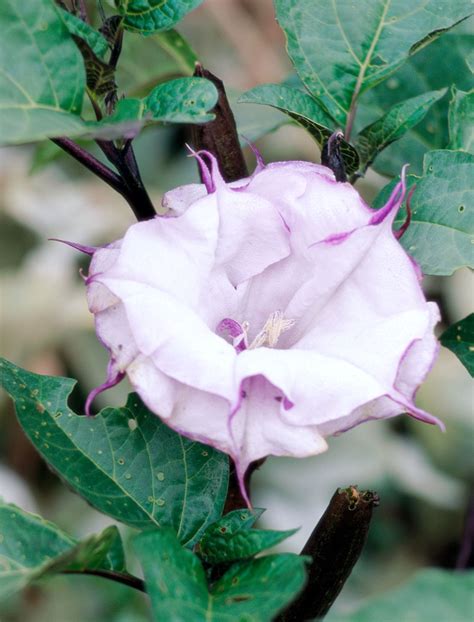 How To Plant And Grow Moonflower