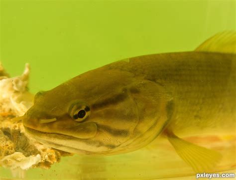 It inhabits lower continental slopes and abyssal plains. Bowfin Catfish aka dogfish picture, by janoogee for: fish in tank photography contest - Pxleyes.com