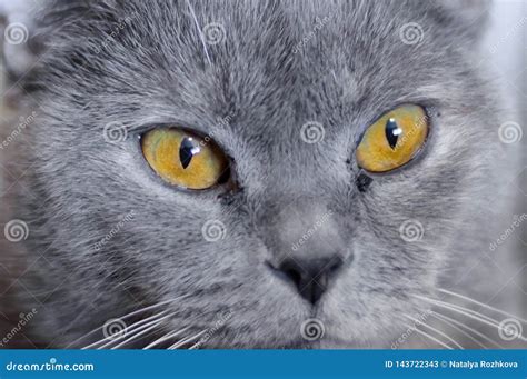 British Cat With Amber Eyes Stock Image Image Of Amber Adorable