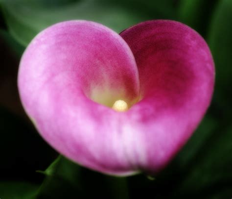 Friday S Flower Power Pink Calla Lily Zantedeschia Rehman Flickr