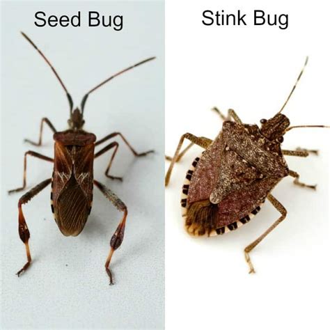 The Conifer Seed Bug Identify Prevent And Remove Plant For Success