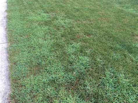 Crabgrass Control And Your Lawn The Who What Where When Why And How