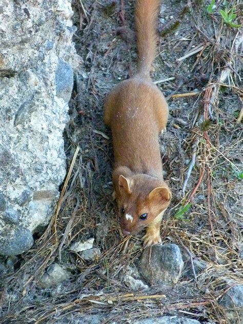 Short Tailed Weasel Photograph By Andrea Freeman