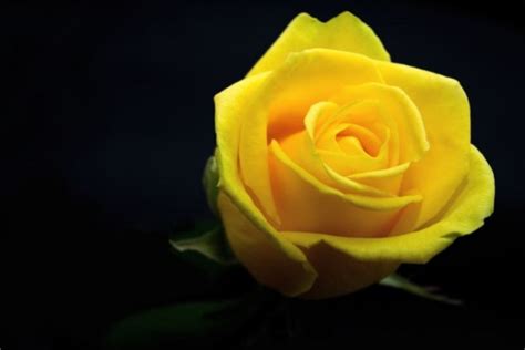 Kumpulan 46 gambar sketsa setangkai bunga mawar paling indah tersaji dalam kategori gambar bunga dan tags seperti. 50 Gambar Bunga Mawar, Terlengkap 2017! (Warna Putih, Ungu ...