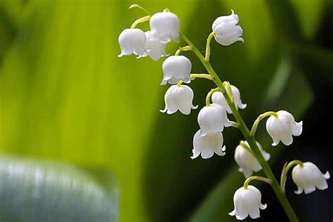 9 Types Of Bell Shaped Flowers Dengarden