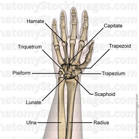 Anatomy Stock Images Forearm Wrist Carpal Bones Hamate Triquetrum
