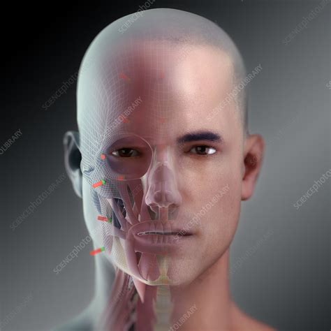 Facial Reconstruction Artwork Stock Image C0206904 Science