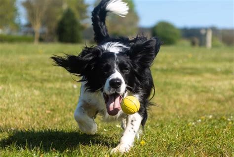 Why Do Dogs Love To Play Fetch So Much The Factual Doggo