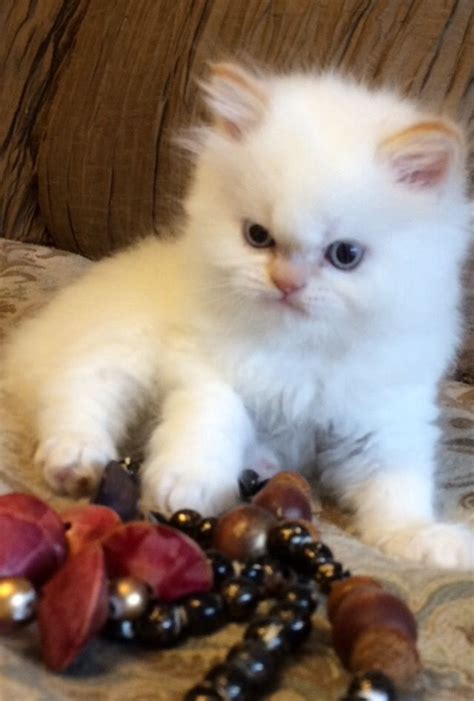 Adopt a rescue cat through petcurious. Himalayan Kittens For Sale Near Me