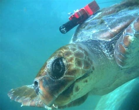 Tagging aquatic animals can disrupt natural behavior | Animals, Aquatic