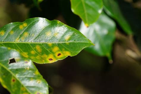 Coffee Plant Leaves Brown 7 Causes And Recommended Fixes Flourishing