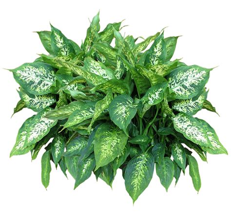 Tropical Plant Png Png Image Collection