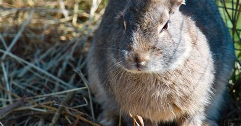 Male and female rabbits are quite similar in physical appearance, making it difficult to differentiate them by a simple glance. How to Tell If 6 Week Old Bunnies Are Male or Female | eHow UK