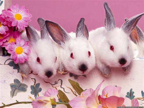 Free Download Hd Wallpaper Lovely Cute Bunnies Easter Wallpaper Backgrounds By X For