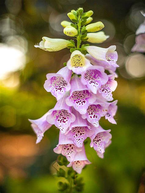 Summer annuals are easy to grow and will bring life to your garden regardless of its size. Perennial Flowers That Bloom All Summer