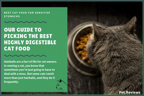 Looking for a cat food for a sensitive stomach? 11 Best (Highly Digestible) Cat Foods for Sensitive ...