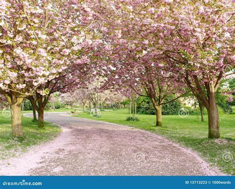 Cherry Blossom Lined Path Stock Photos Image 13713223
