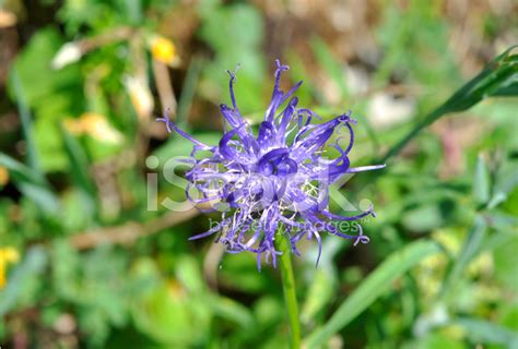Purple Mountain Flower Stock Photo Royalty Free Freeimages