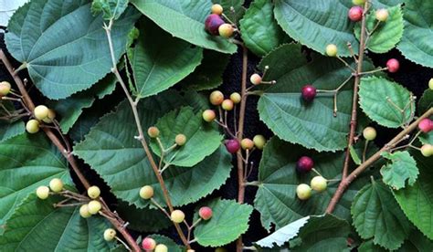 A fruit tree is a tree which bears fruit that is consumed or used by humans and some animals all trees that are flowering plants produce fruit, which definitely, it is not a crabapple tree. The Many Facets Of Falsa - Jiyo Bangla