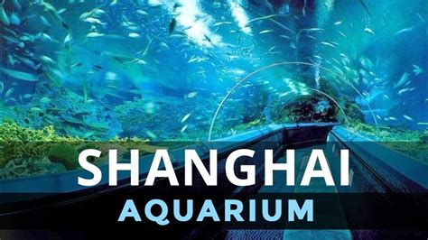 Underwater Tunnel At The Shanghai Aquarium China Youtube